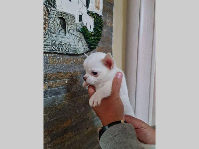 mikro čivave štenci čivave štenci na prodaju besplatni mali oglasi
