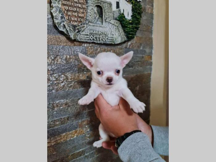 mikro čivave štenci čivave štenci na prodaju besplatni mali oglasi