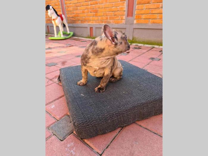 francuski buldog štenci besplatni mali oglasi