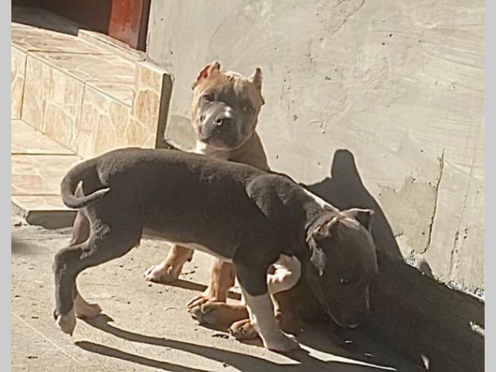 američki buli štenci besplatni mali oglasi