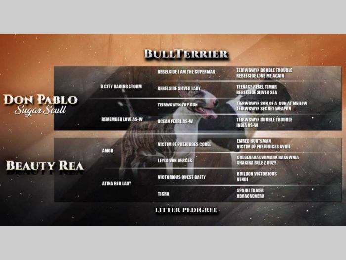 bul trerijer štenci besplatni mali oglasi