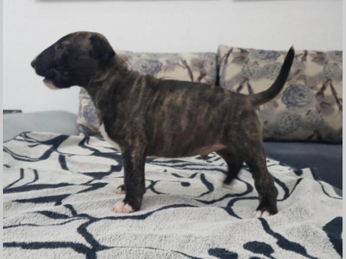 bul trerijer štenci besplatni mali oglasi