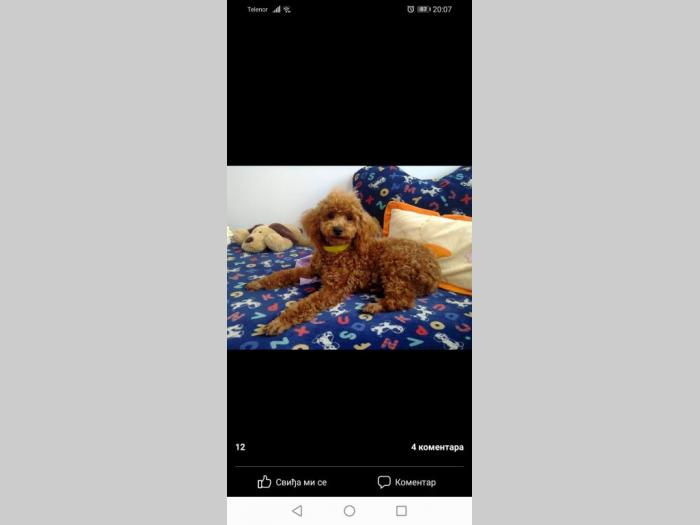 patuljasta pudla štene besplatni mali oglasi