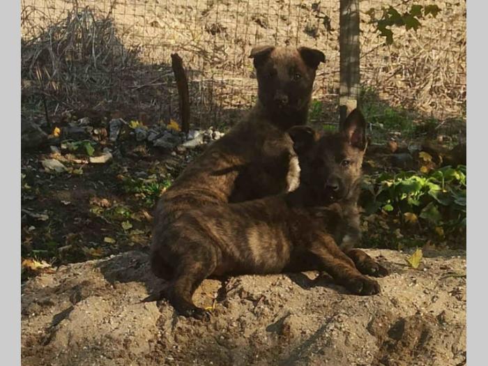 štenci crne malinoe i holandskog ovčara besplatni mali oglasi