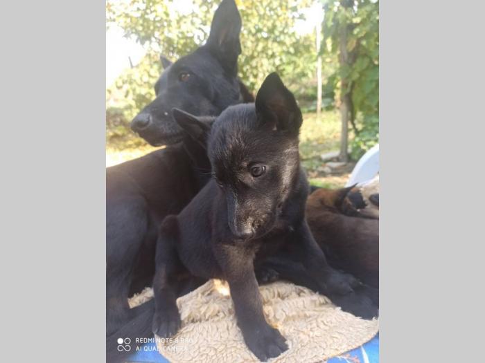 štenci crne malinoe i holandskog ovčara besplatni mali oglasi