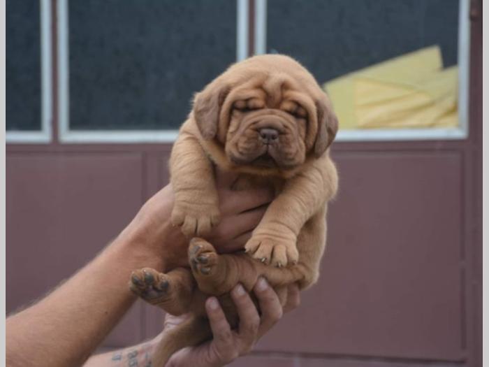 bordoške doge štenci besplatni mali oglasi