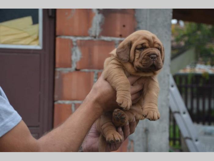 bordoške doge štenci besplatni mali oglasi