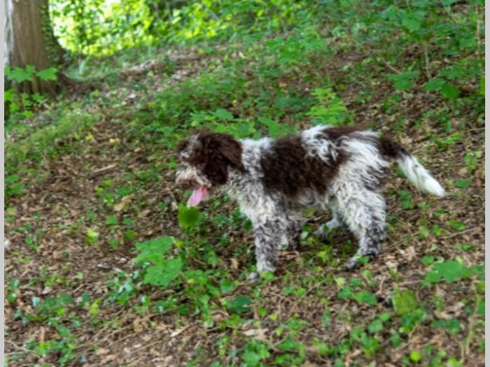 tartufari lagoto i labrador besplatni mali oglasi