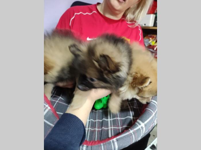 nemački špic pomeranac rezervacija besplatni mali oglasi