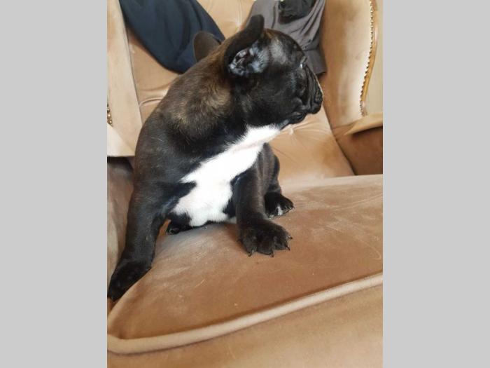 francuski buldog štenci besplatni mali oglasi