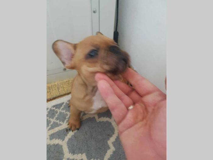 francuski buldog štenci besplatni mali oglasi