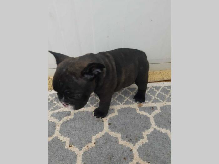 francuski buldog štenci besplatni mali oglasi