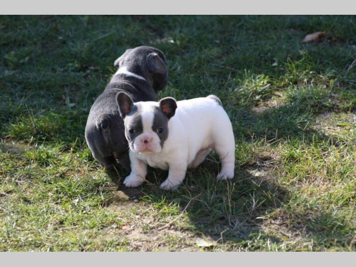 francuski buldog štenci besplatni mali oglasi
