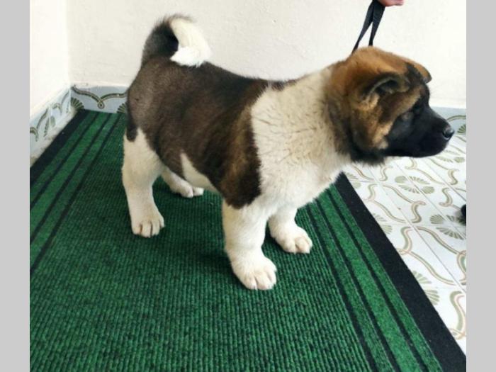 amaerička akita štenci besplatni mali oglasi