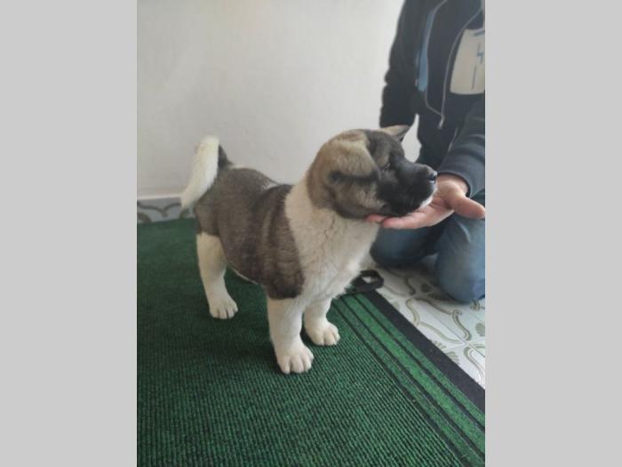 amaerička akita štenci besplatni mali oglasi