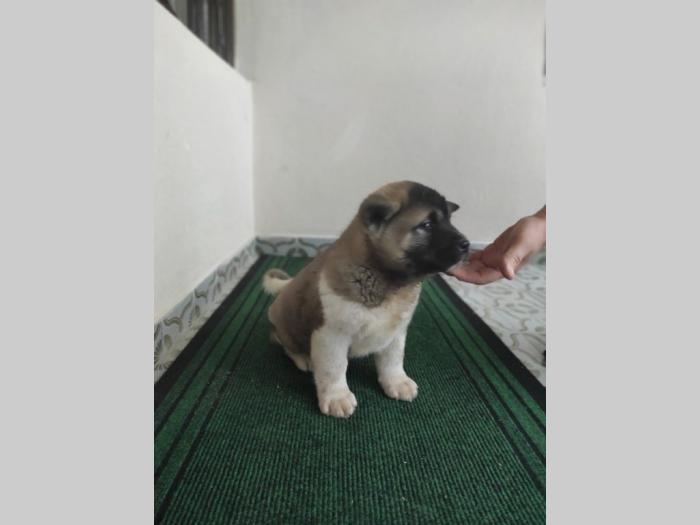 amaerička akita štenci besplatni mali oglasi