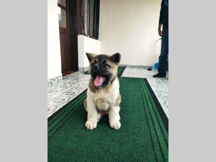 amaerička akita štenci besplatni mali oglasi