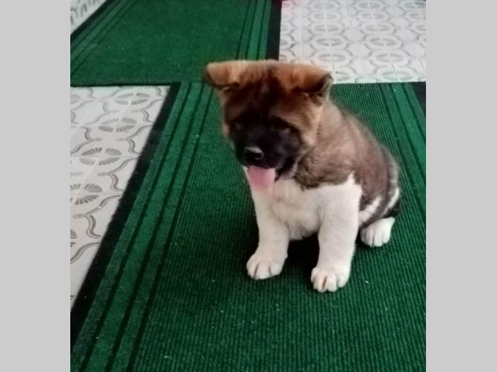 amaerička akita štenci besplatni mali oglasi