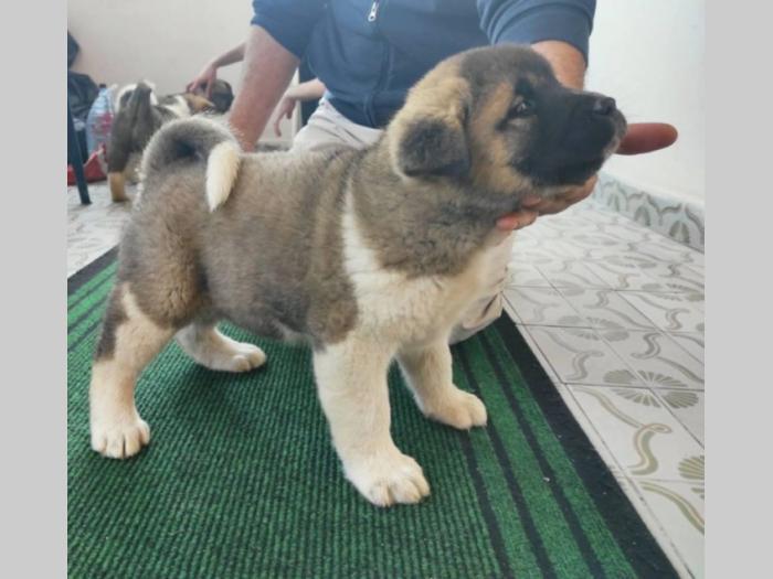 amaerička akita štenci besplatni mali oglasi