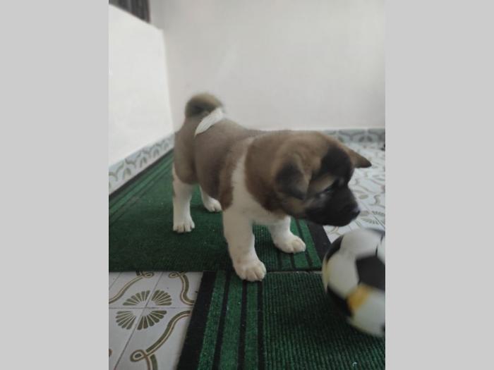 amaerička akita štenci besplatni mali oglasi