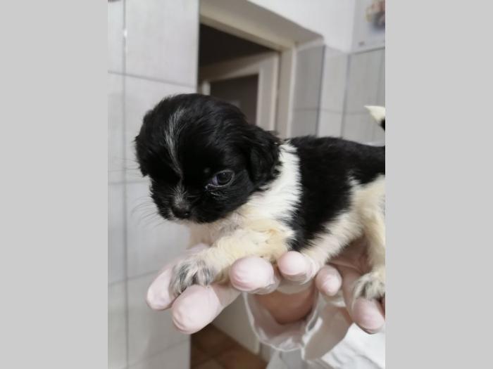 pekinezer štenci besplatni mali oglasi