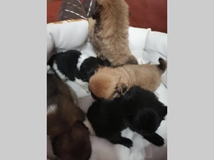 pekinezer štenci besplatni mali oglasi