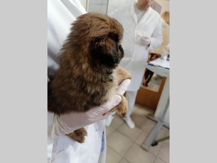 pekinezer štenci besplatni mali oglasi