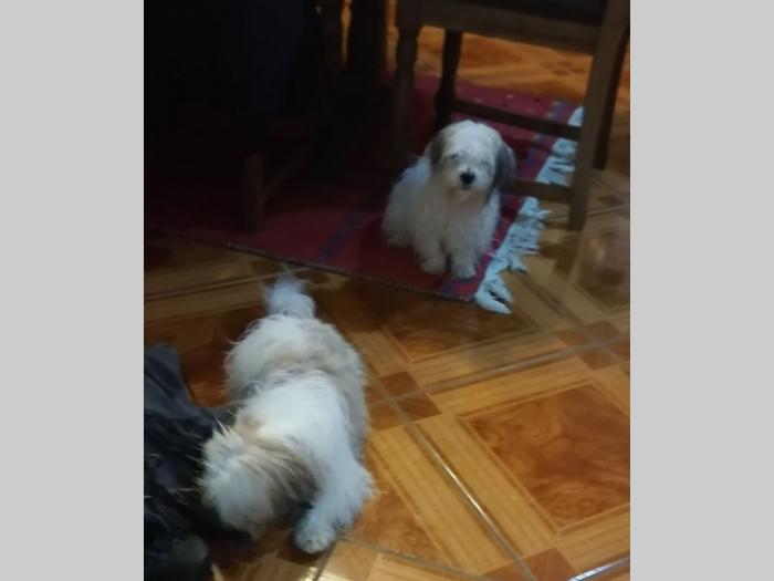 ši cu štenci besplatni mali oglasi