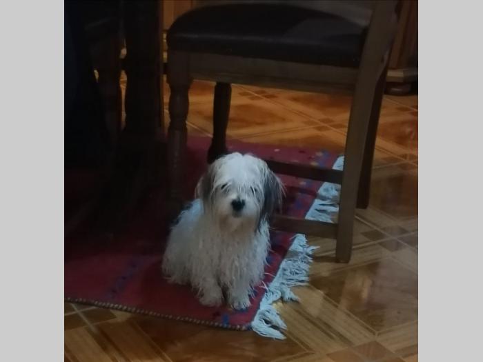 ši cu štenci besplatni mali oglasi