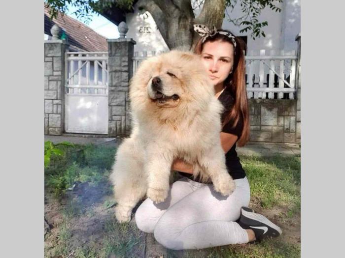 čau čau mužjak i ženka besplatni mali oglasi