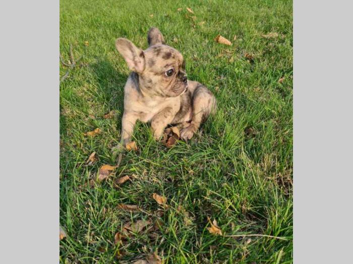 francuski buldog štene besplatni mali oglasi