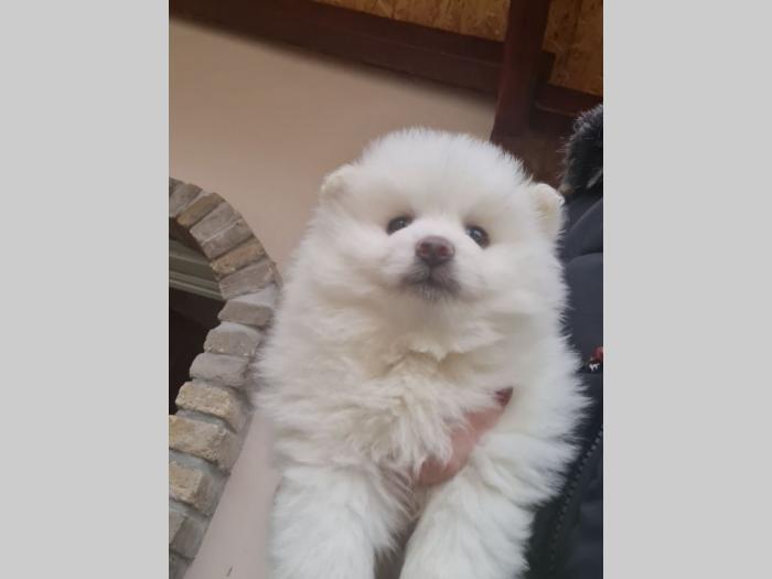 prelepi beli pomeranci besplatni mali oglasi