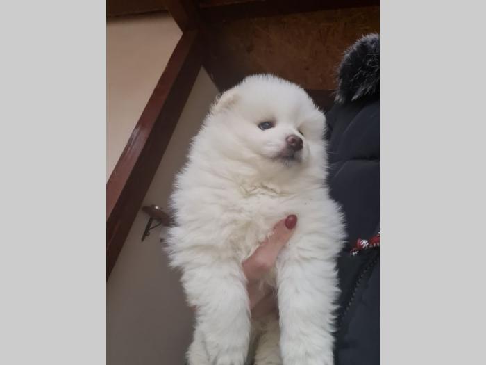 prelepi beli pomeranci besplatni mali oglasi