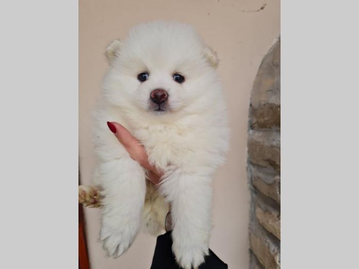 prelepi beli pomeranci besplatni mali oglasi