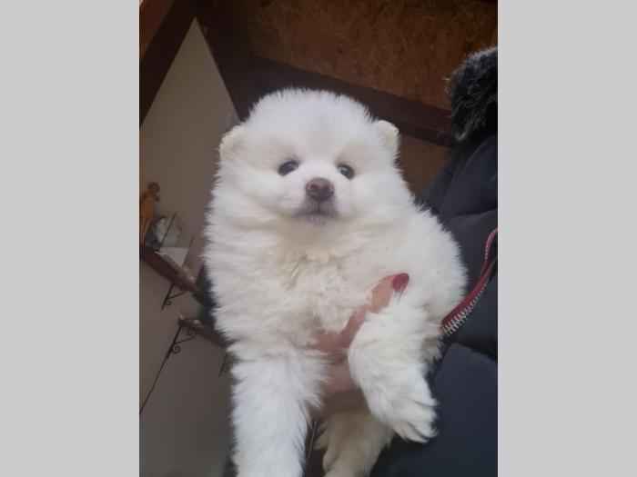 prelepi beli pomeranci besplatni mali oglasi