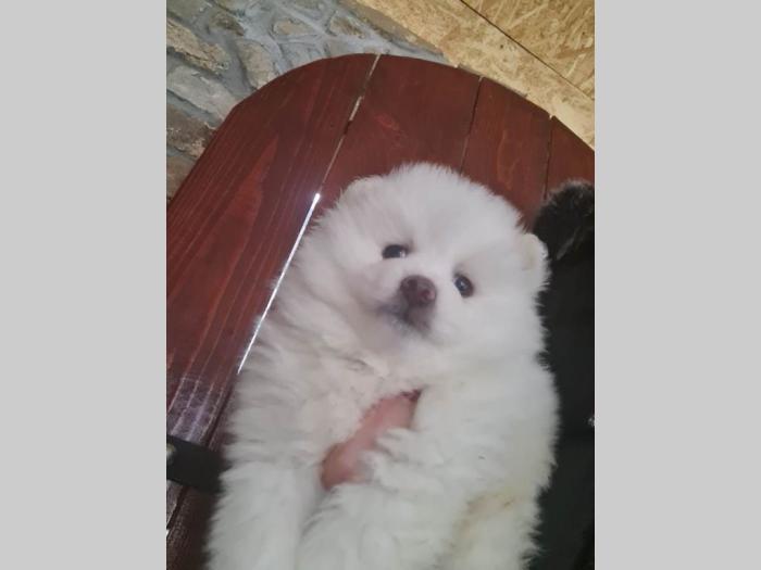 prelepi beli pomeranci besplatni mali oglasi