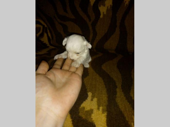 stenci mini maltezera besplatni mali oglasi