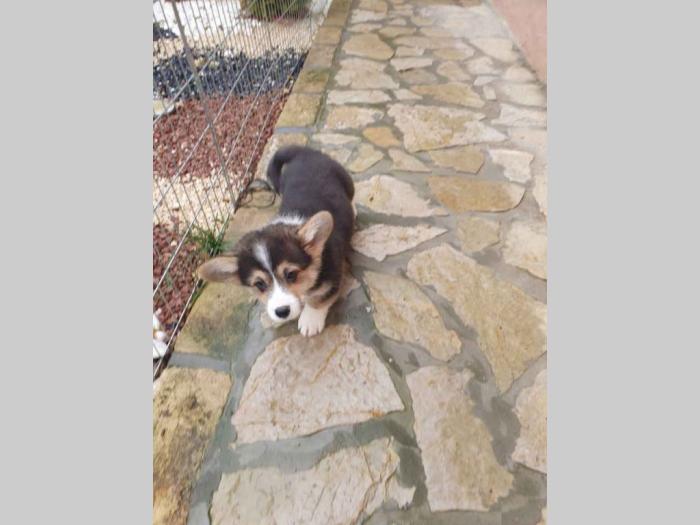 velški korgi pembrok trikolor muško štene besplatni mali oglasi