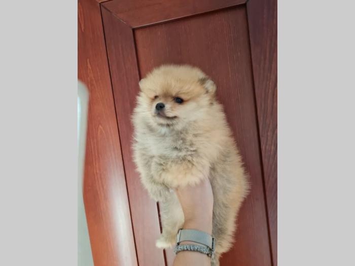 pomeranac štenci besplatni mali oglasi