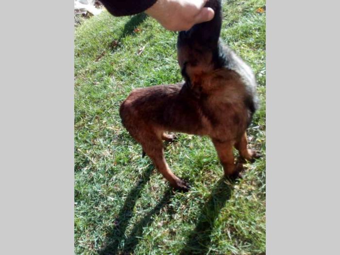 malinoa štenci besplatni mali oglasi