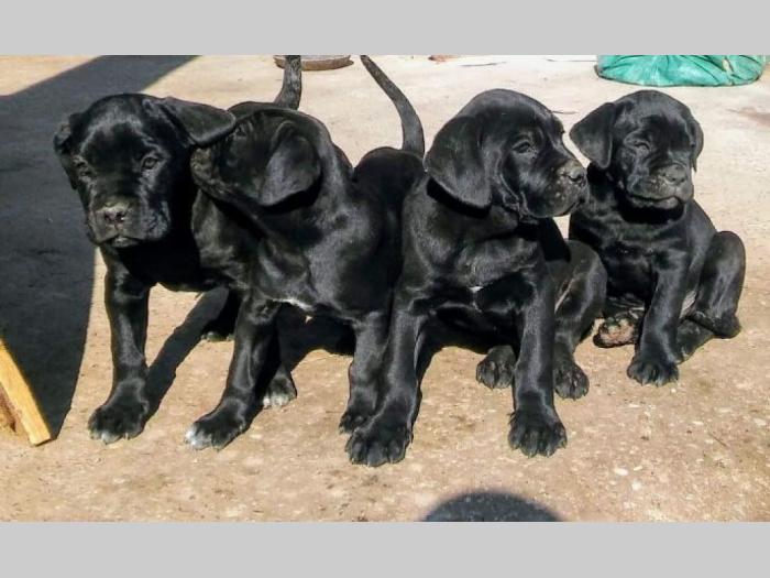 cane corso štenci besplatni mali oglasi