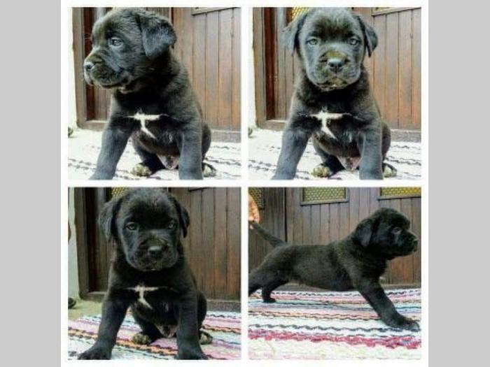 cane corso štenci besplatni mali oglasi