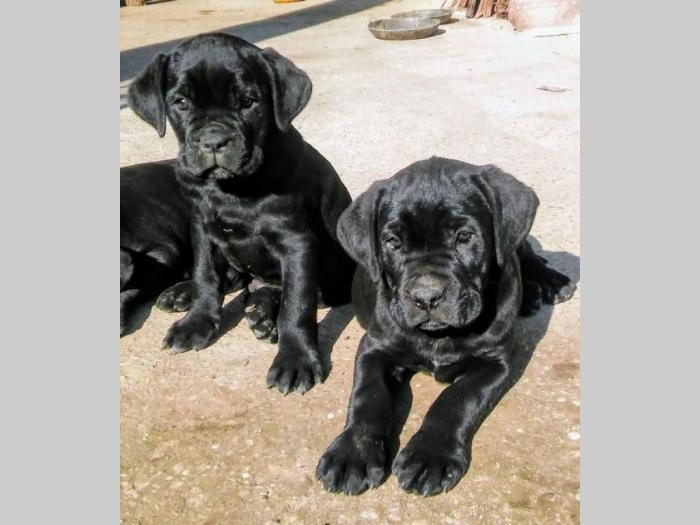 cane corso štenci besplatni mali oglasi