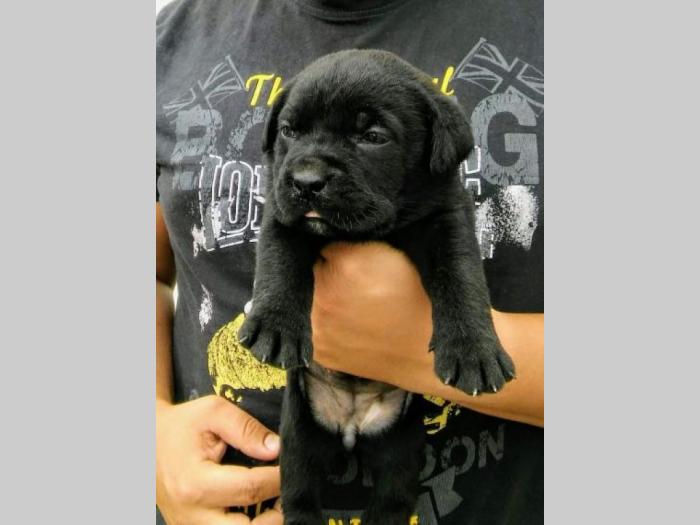 cane corso štenci besplatni mali oglasi