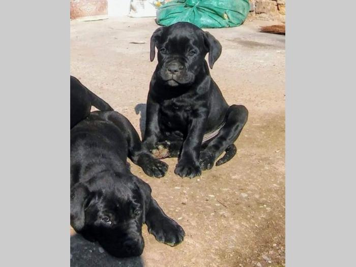 cane corso štenci besplatni mali oglasi