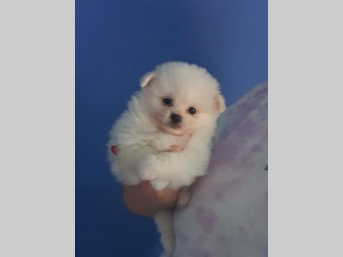 pomeranac štenci besplatni mali oglasi