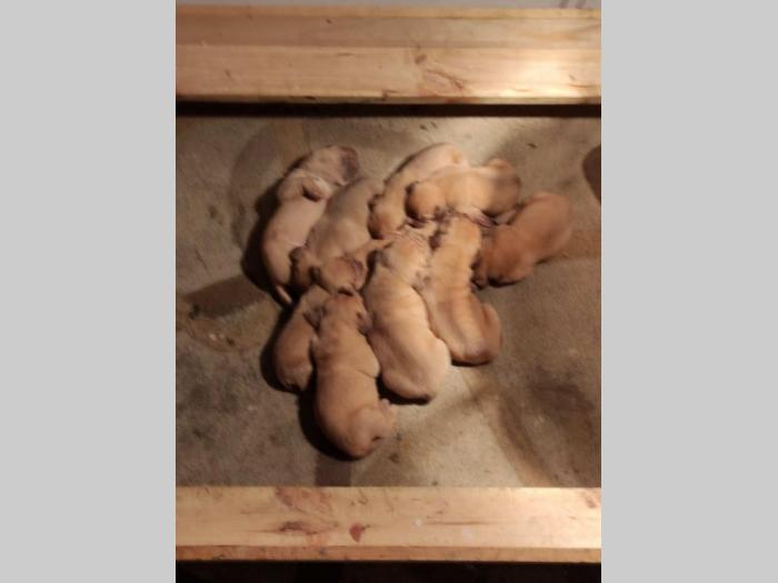 bordoške doge štenci besplatni mali oglasi