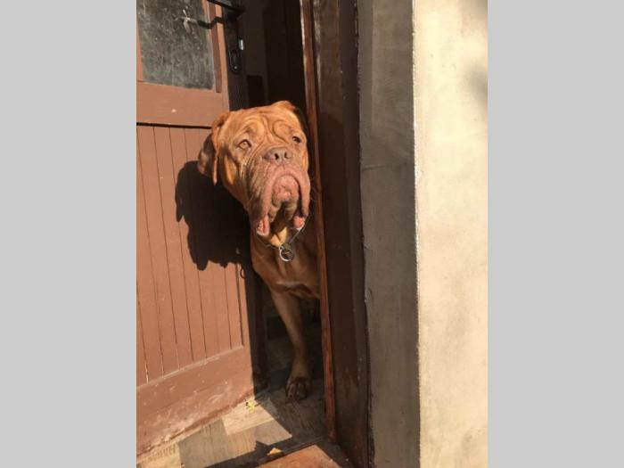 bordoške doge štenci besplatni mali oglasi