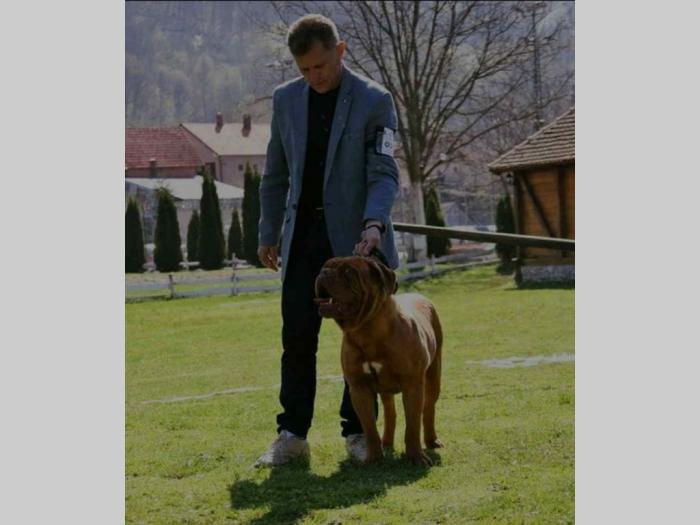 bordoške doge štenci besplatni mali oglasi
