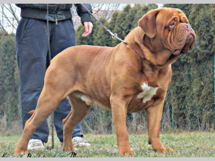 bordoške doge štenci besplatni mali oglasi